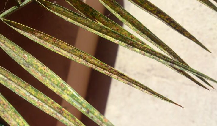 Date palm shield