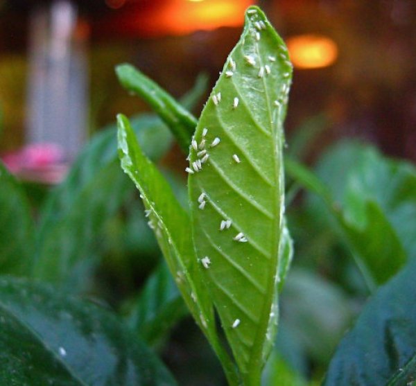 Aphid