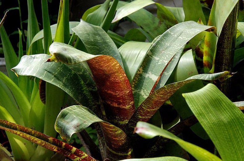 Guzmania mosaic