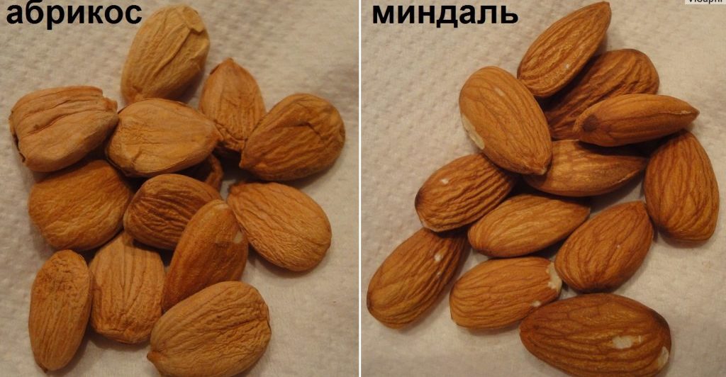 Almonds and apricot kernels