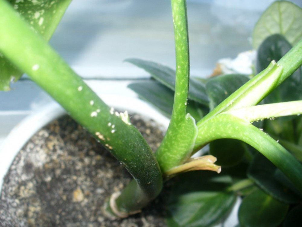 Štetnici na dieffenbachia