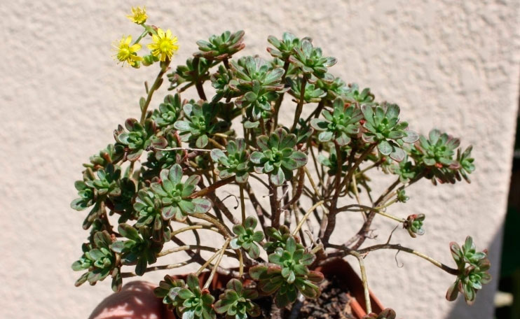 Flower pruning