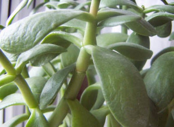 Soft leaves