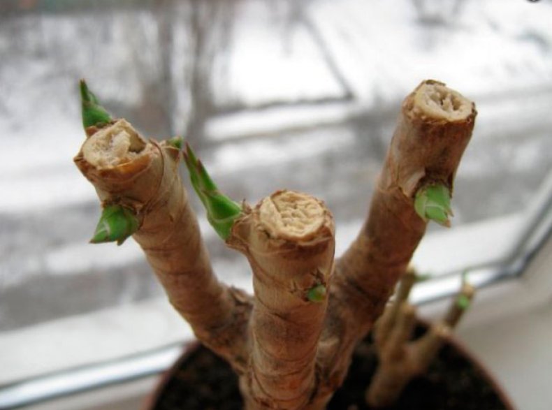 Cropping Yucca
