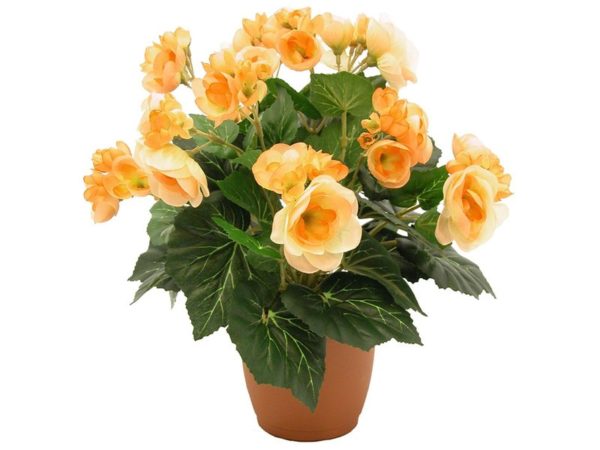 Types and varieties of begonias