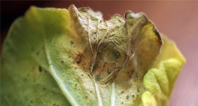 Gray rot