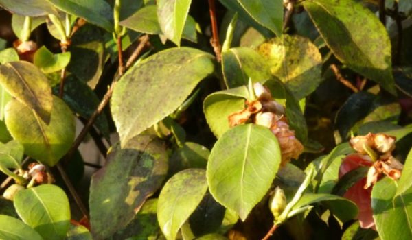 Diseases and pests