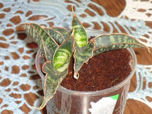 Diseases and Pests