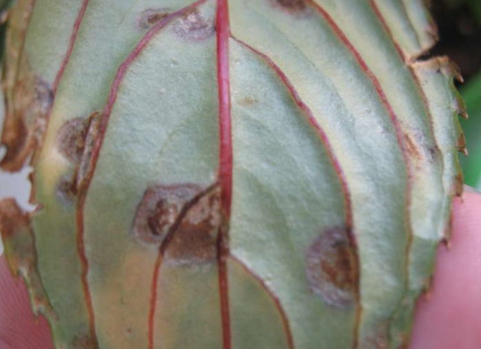 Gray rot