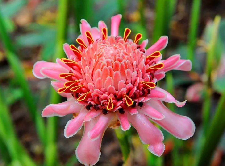 Flowering ginger