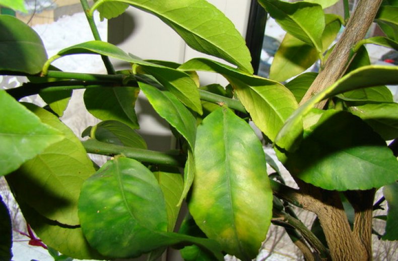 Yellowing leaves