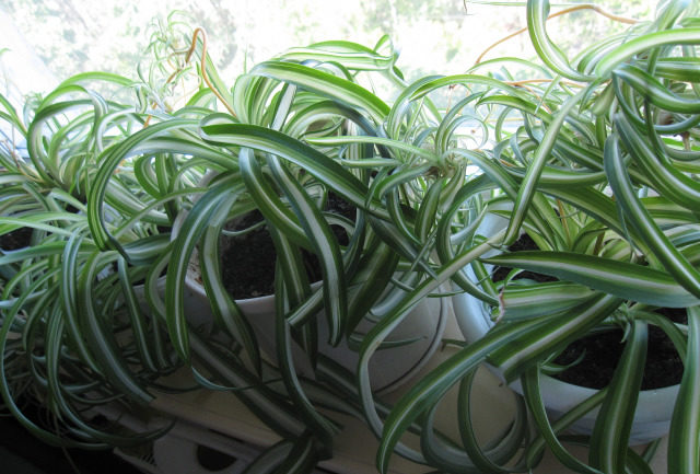 Chlorophytum Lighting