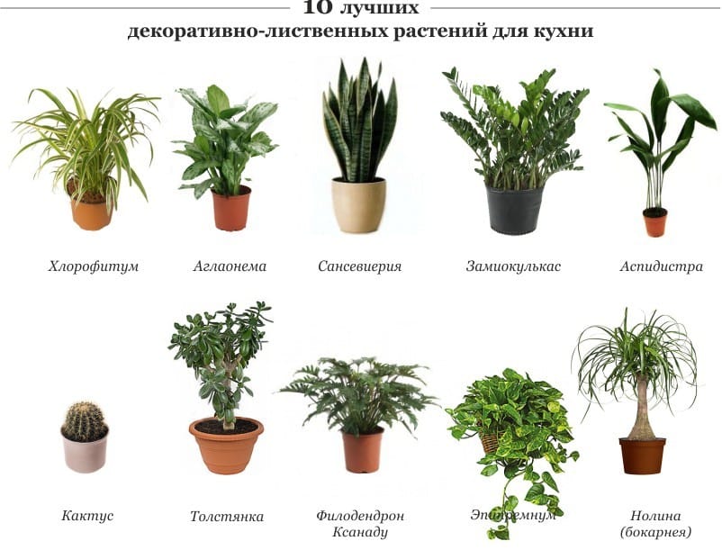 The best plants for the kitchen