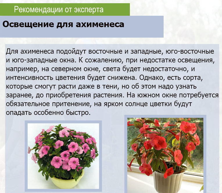 Lighting for Achimenes