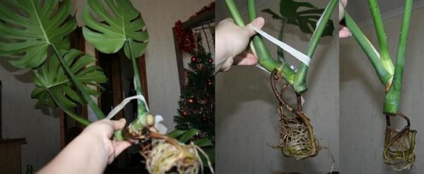 Reproduction and transplantation of monstera