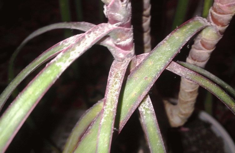 Room palm disease