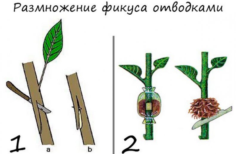 Propagation by layering