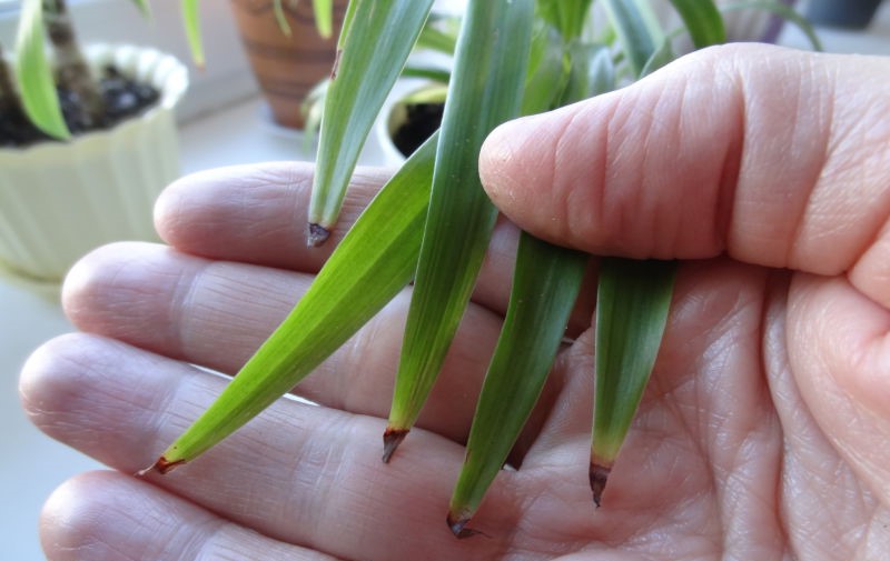 Yellowing tips