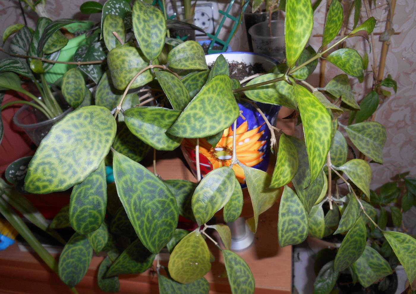 Aeschinanthus marble