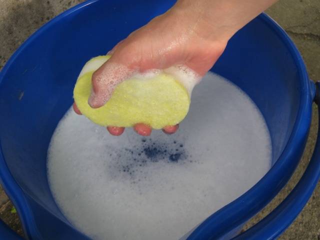 Spider Mite Treatment
