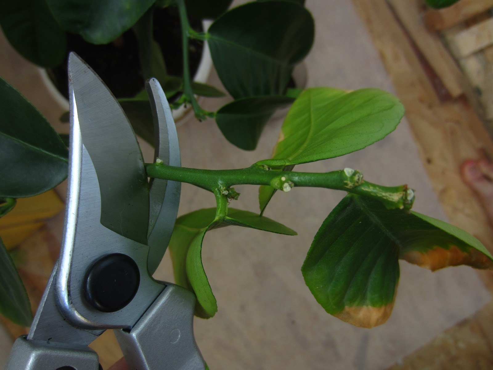 Lemon pruning