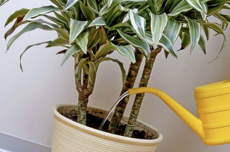 Watering dracaena