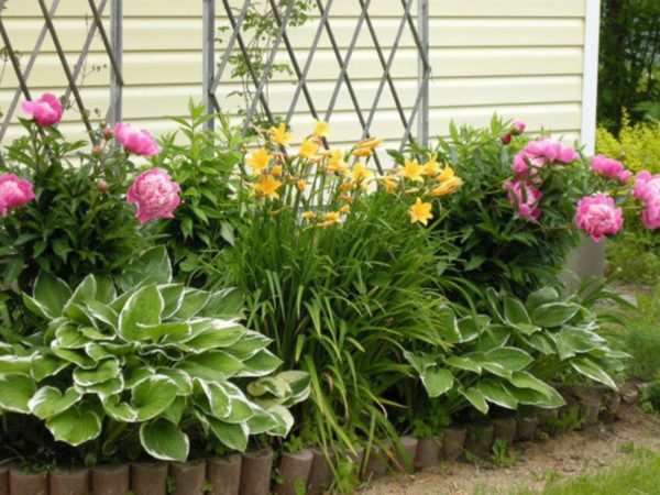 Beautiful flower beds from perennials