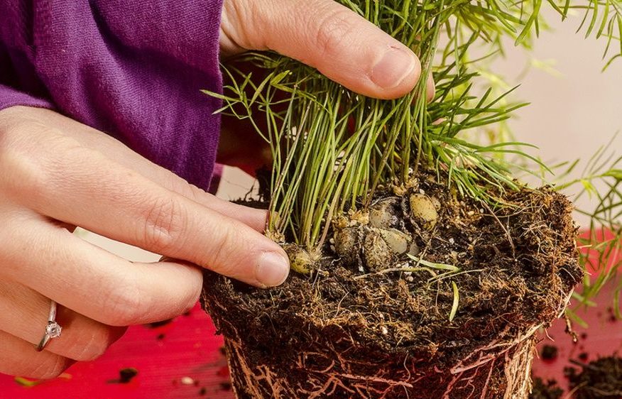 Features of a flower transplant