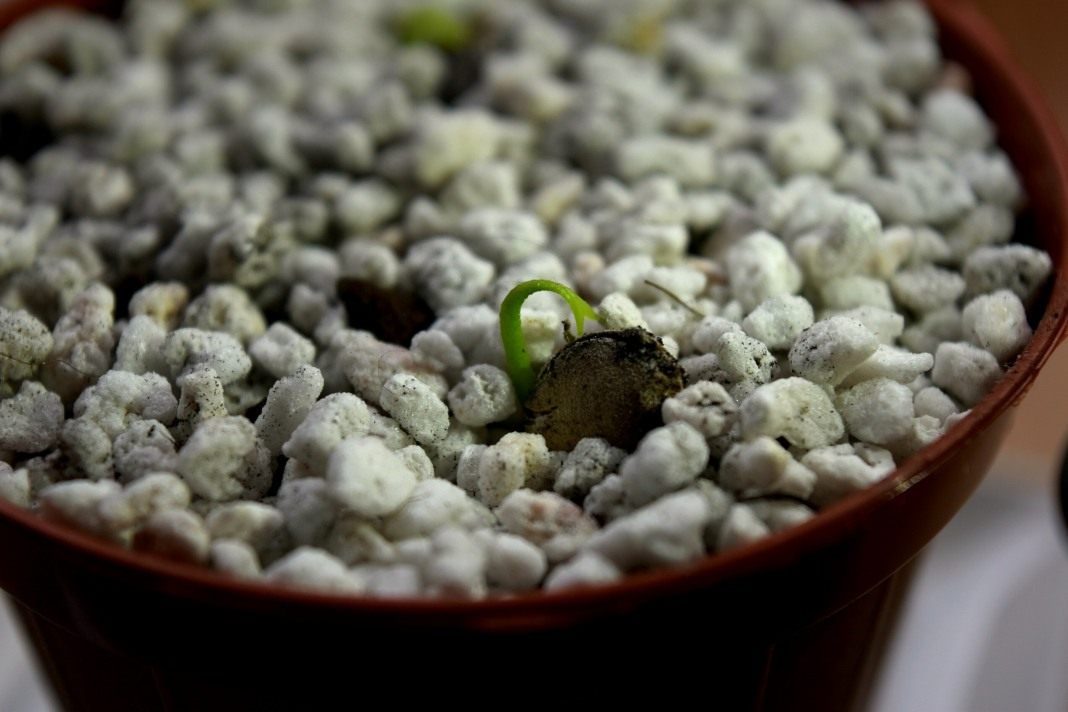 Hacked Mandarin Seed