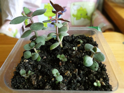 Seed germination