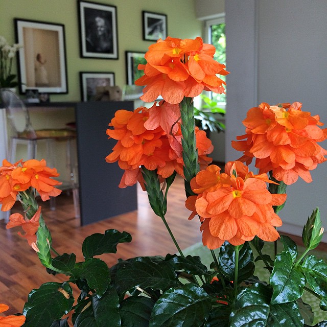 Crossandra undulate