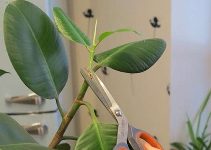 Ficus pruning process