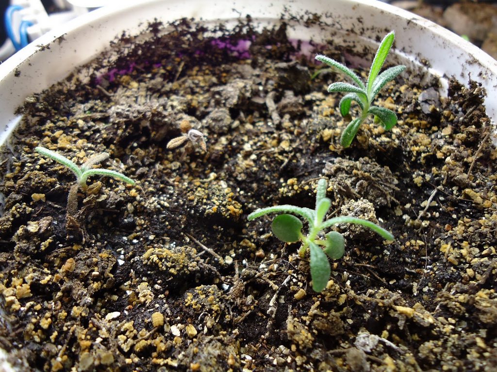Seed rosemary