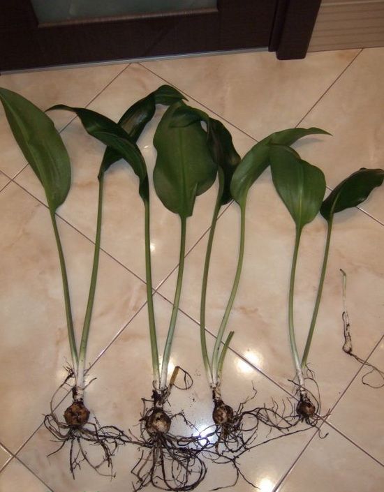 Priprema transplantacije