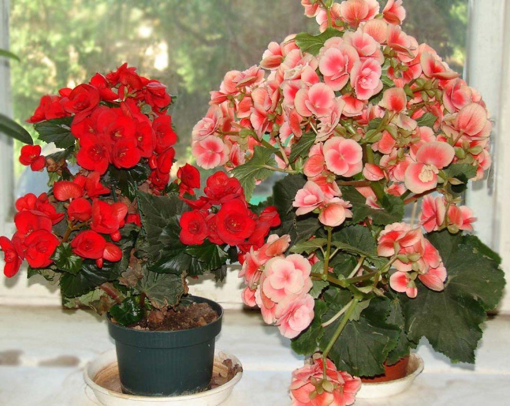 Flower care