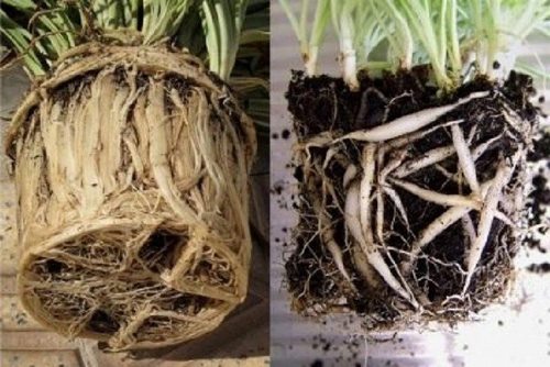 Flower transplant