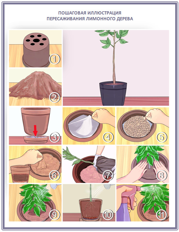 Transplant Rules