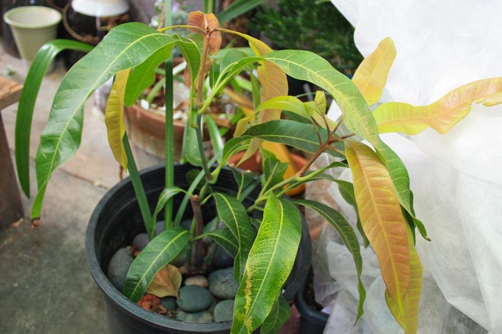 Mango tree