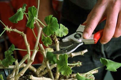 Trimming