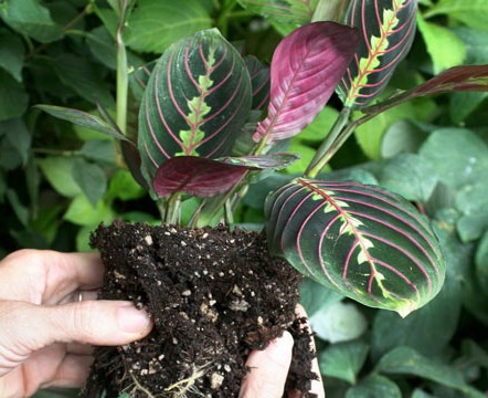 Reproduction of arrowroot by dividing the bush