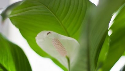Care for spathiphyllum at home