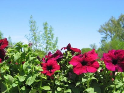 when to plant a petunia to bloom in May