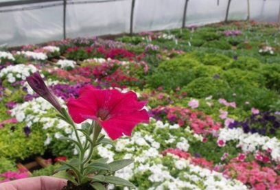when to plant a petunia to bloom in May