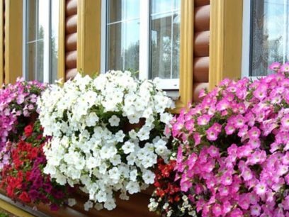 when to plant a petunia to bloom in May