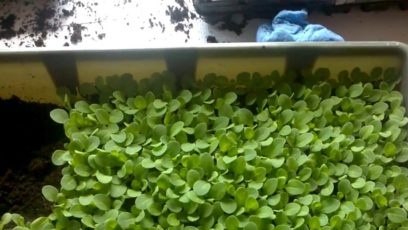 when to plant petunias