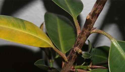 Yellowing leaves