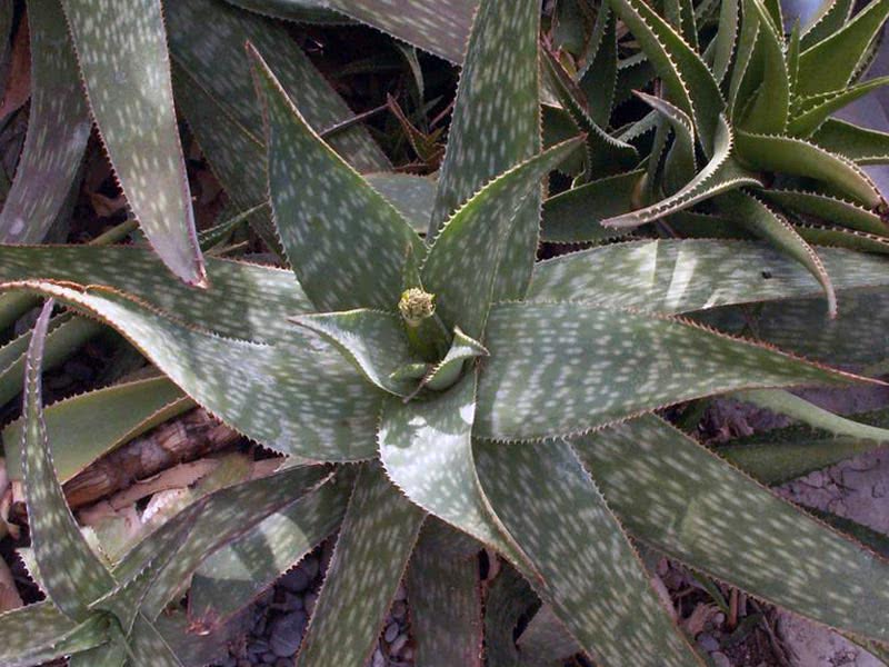 Aloe soap