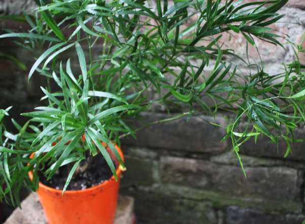 Asparagus pruning