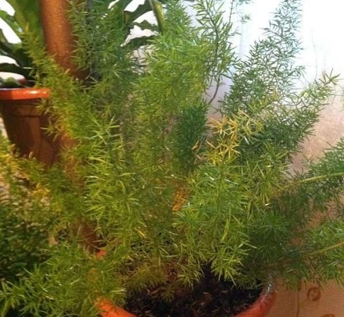 Yellowing leaves