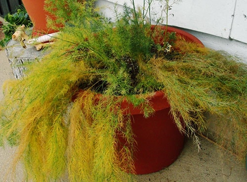 Reasons for yellowing